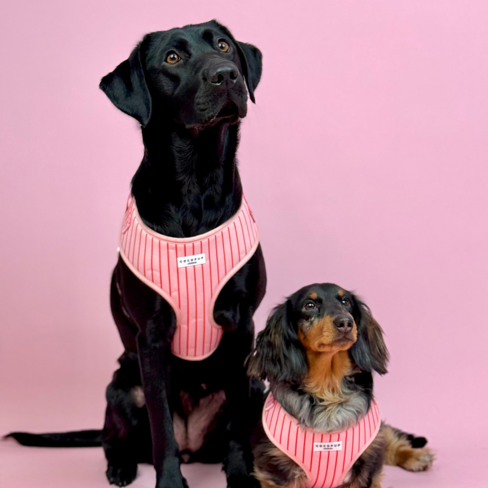 Candy Stripe Adjustable Neck HARNESS